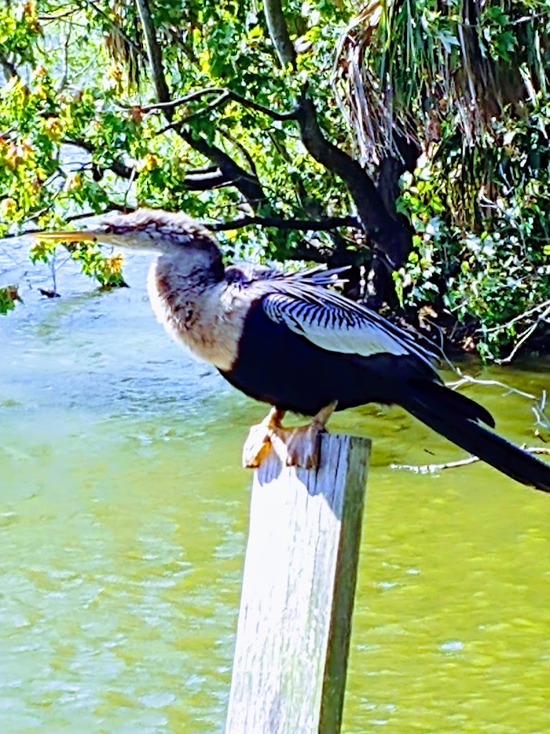 Bird Watching  -  Great Florida Birding Trail Sites
