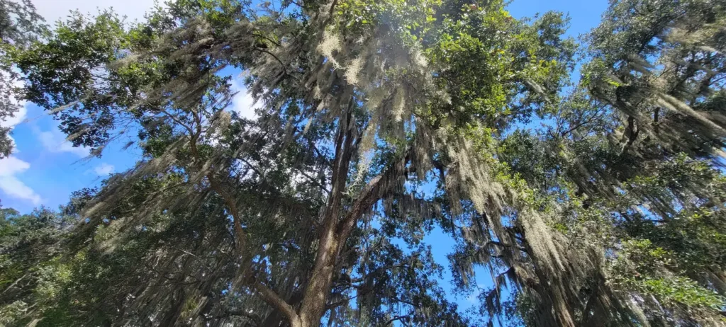 Spas and wellness in St. Augustine